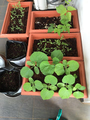 Vegetable growing kit succeess