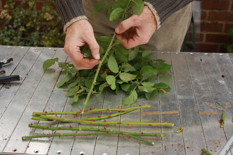 Removal of lower leaves of the rose cuttings