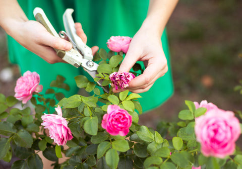pruning of a rose plant