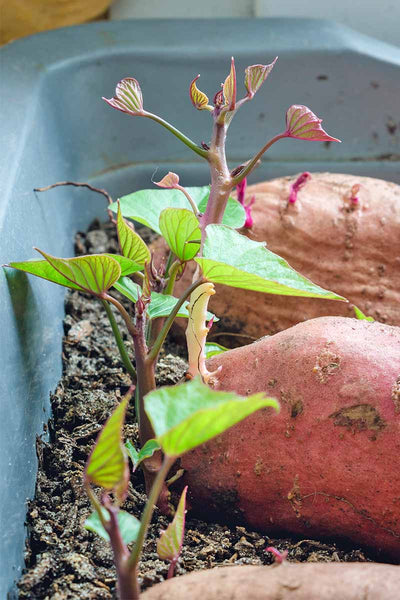 Sweet Potato Plant