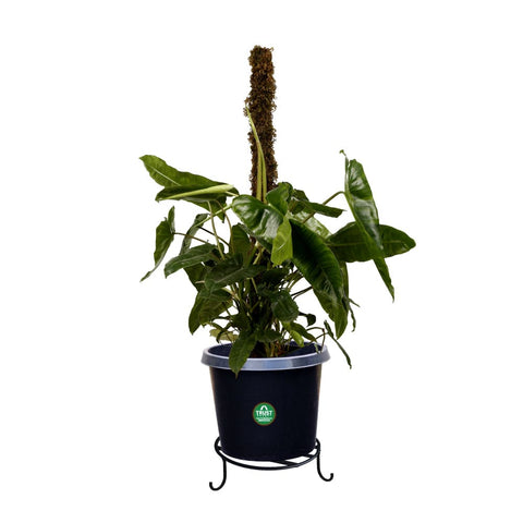Philodendron