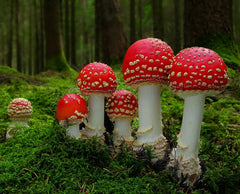 Amanita muscaria (poisonous mushrooms)