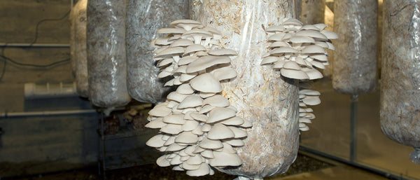 robust growth of mushrooms