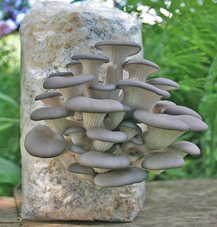 How to Grow Mushrooms Outdoors at Home