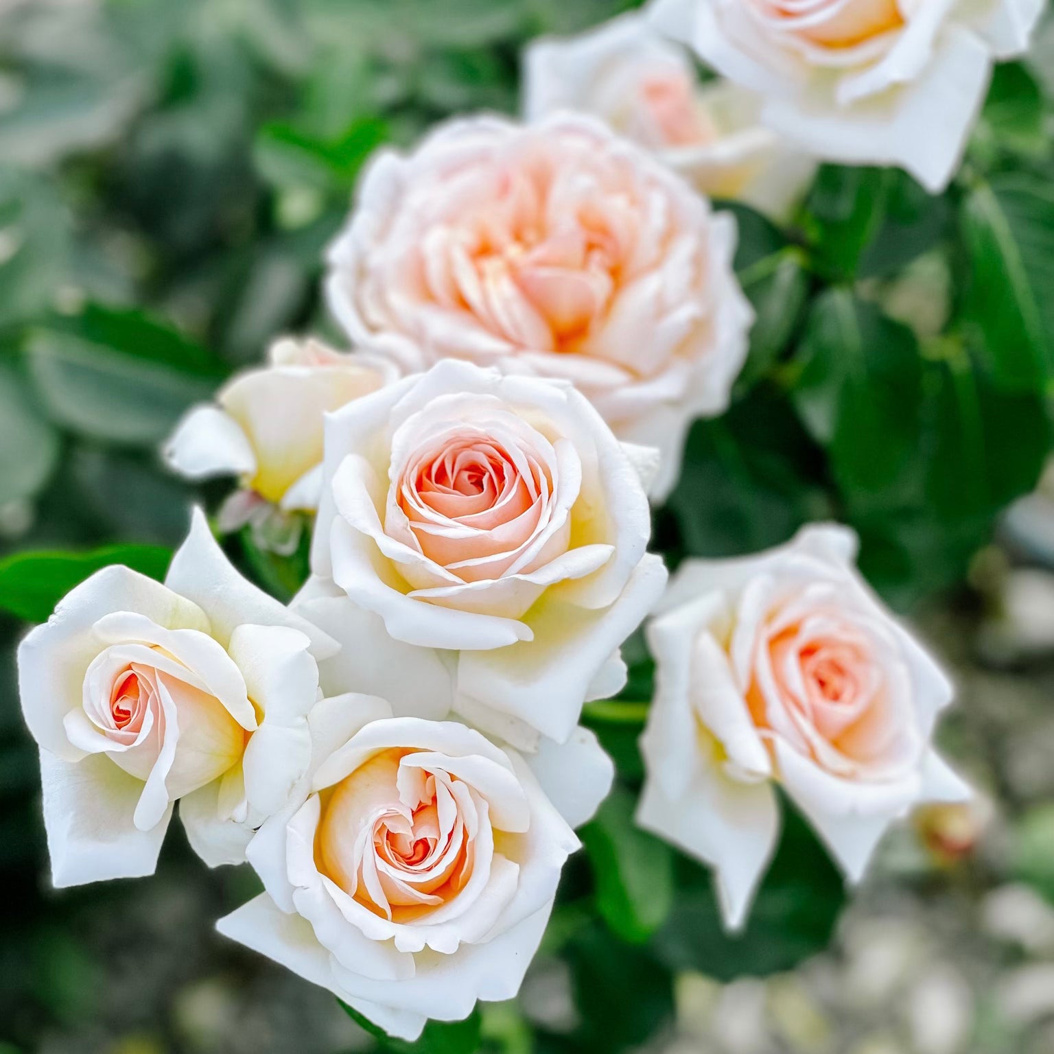 Apricots N Cream™ Grace Rose Farm Rose Bushes 2463