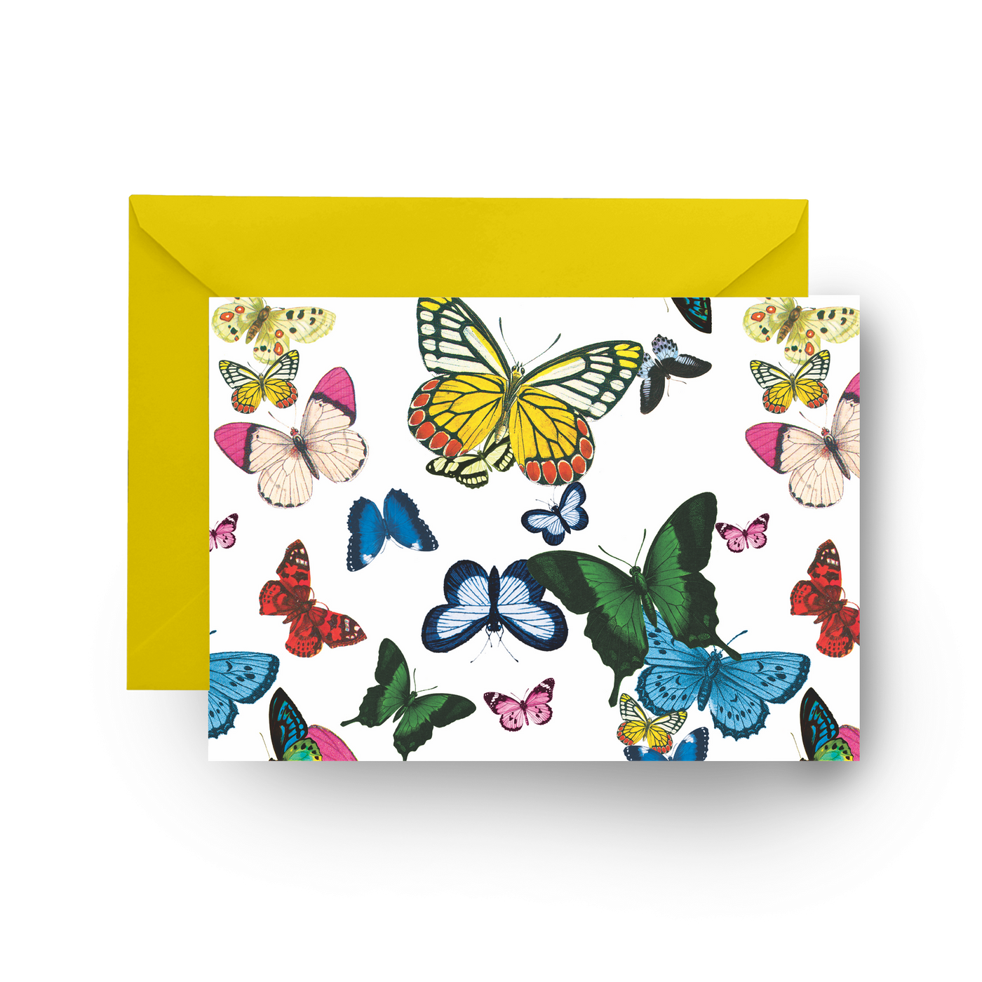 Folded Notecard Metamorphosis Folded Notecard dombezalergii