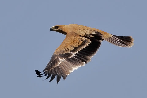 The Imperial Eagle is a recurring motif in Kazak Rugs