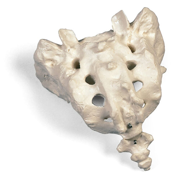 sacrum and coccyx