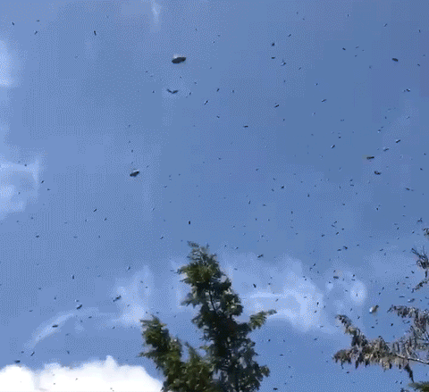 Swarm-of-bees