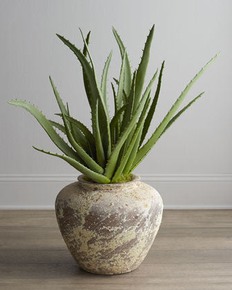 Best Indoor Plants for Bathrooms: Aloe Vera