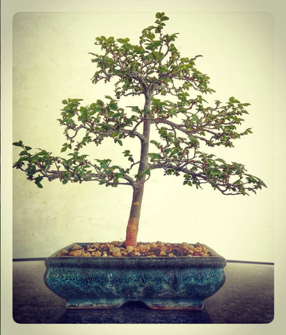 bonsai tree best plants for office 