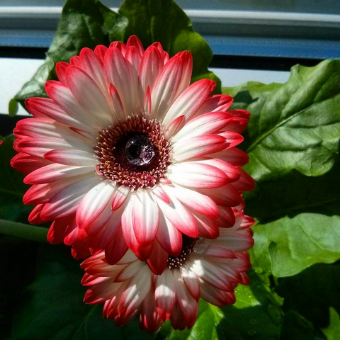 gerber daisy