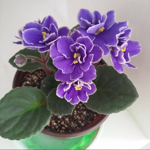 best indoor plants for the office - african violet 