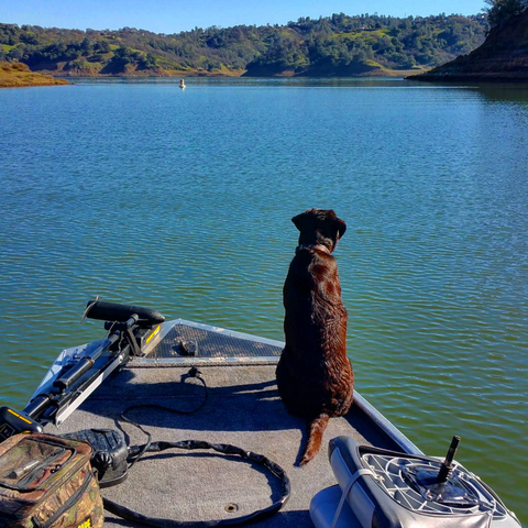 wildlife watching at lake berryessa