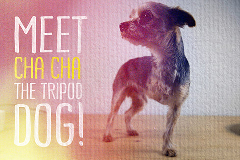 Meet Cha Cha: The 3 legged tripod Yorkie Dog!