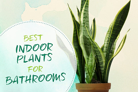 Best Indoor Plants for Bathrooms including Aloe Vera, Snake Plant, Orchid, Air Plant | Post by Tree Hut Wooden Watches