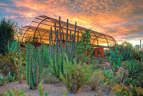 Desert Botanical Garden Arid Landscape Phoenix, Arizona