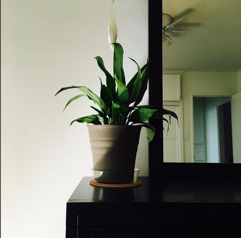peace lily - best indoor plants for office 