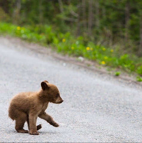 cub at ice house 