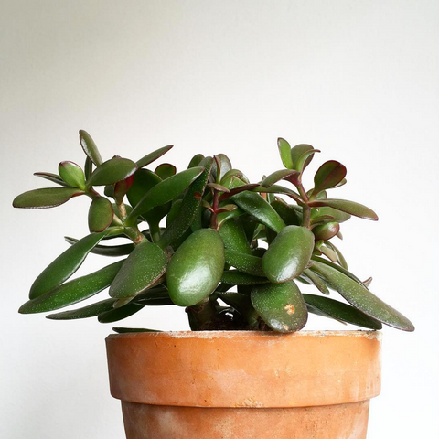jade - best plants for the office 