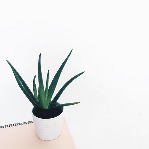 best indoor plant for office - aloe 