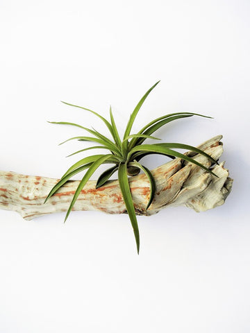Best Indoor Plants for Bathrooms: Air Plant
