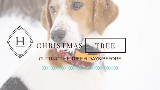 cutting and decorating the christmas tree with melvin the beagle dog