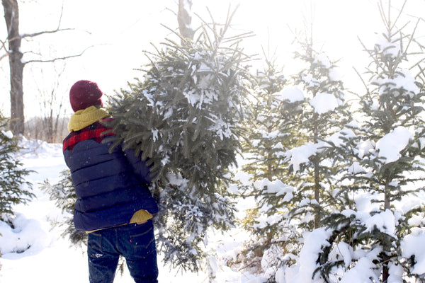 tristan carrying the christmas tree from hockley valley tree farm