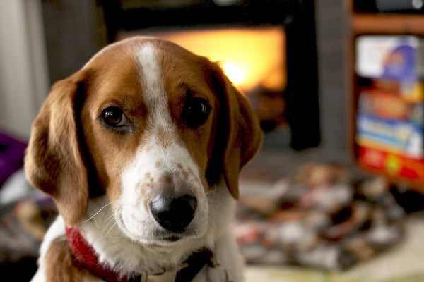 beagle dog by fire place