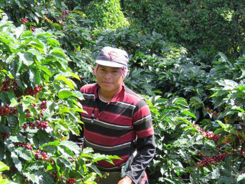Kaffee aus Costa Rica - ein Reisebericht von Kater's Kaffeerösterei - Mann beim Kaffeepflücken