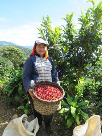Kaffee aus Costa Rica - ein Reisebericht von Kater's Kaffeerösterei  - Frau mit Korb voll reifer Kaffeekirschen