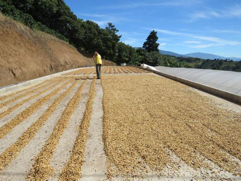 Kaffee aus Costa Rica - ein Reisebericht von Kater's Kaffeerösterei - Kaffee zum Trocknen in der Sonne
