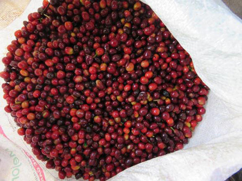 Kaffee aus Costa Rica - ein Reisebericht von Kater's Kaffeerösterei  - Korb voll reifer Kaffeekirschen