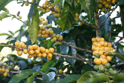 Kaffee aus Costa Rica - ein Reisebericht von Kater's Kaffeerösterei 