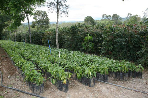 Kaffee aus Costa Rica - ein Reisebericht von Kater's Kaffeerösterei Kaffeepflanzen