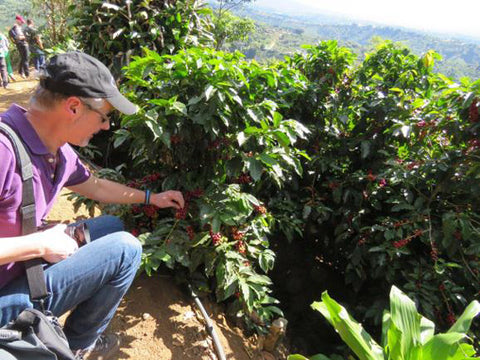 Kaffee aus Costa Rica - ein Reisebericht von Kater's Kaffeerösterei - Kaffeepflücken