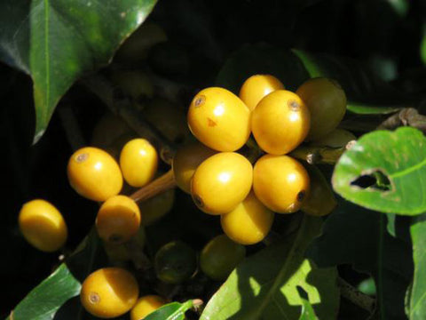 Kaffee aus Costa Rica - ein Reisebericht von Kater's Kaffeerösterei - gelbe Kaffeebohnen 