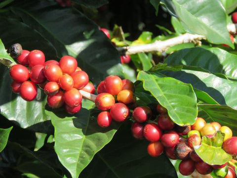 Kaffee aus Costa Rica - ein Reisebericht von Kater's Kaffeerösterei - rote Kaffeebohnen