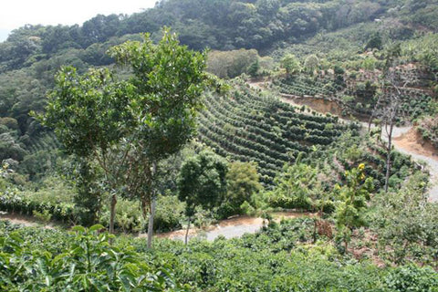 Kaffee aus Costa Rica - ein Reisebericht von Kater's Kaffeerösterei 