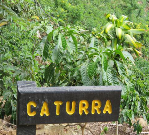 Kaffee aus Costa Rica - ein Reisebericht von Kater's Kaffeerösterei 