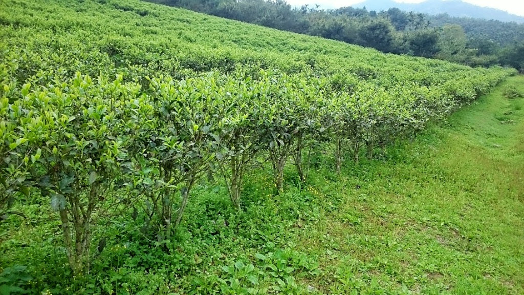 red jade #18 tea farm