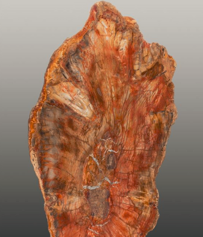 Orange Petrified Wood