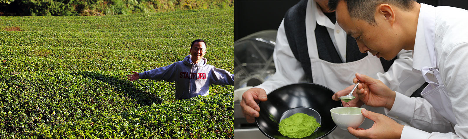 Encha Founder in Organic Matcha Green Tea Farm in Autumn and Taste Matcha