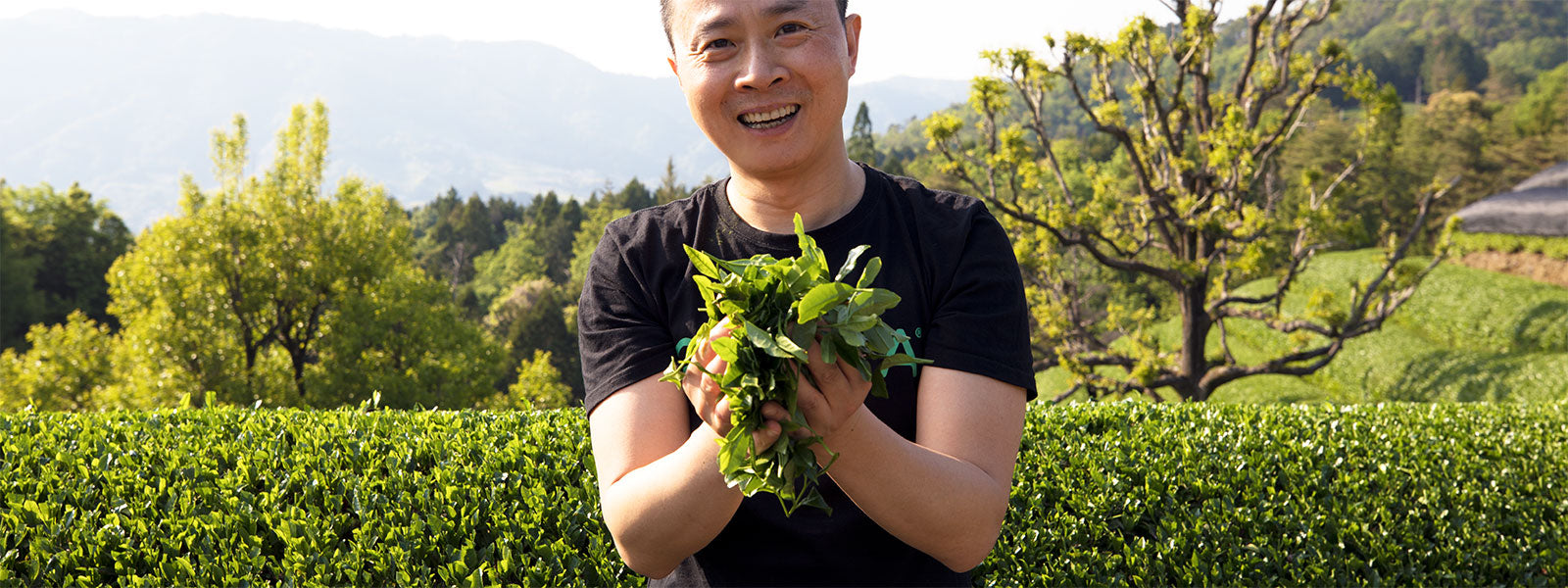 Encha Founder offering organic matcha green tea leaves in farm