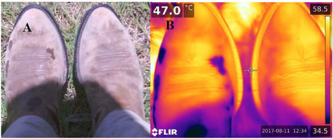 Side by side comparison. Left image is visible spectrum photo, right photo is longwave infrared thermal image. Notice, the right boot (cotton sock) does not have sweat stains (lack of wicking).