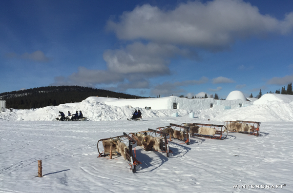 The grounds of the Ice Hotel is limited to snow, some more snow and dog sleds taking a rest from adventure.