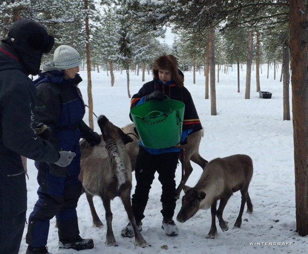 The people indigenous to northern Sweden, Norway, Finland and Russia are Sami, and are the only people allowed to own reindeer in Sweden. Here, the Sami guide brought out buckets of Reindeer Moss for us to hand feed to the reindeer. 