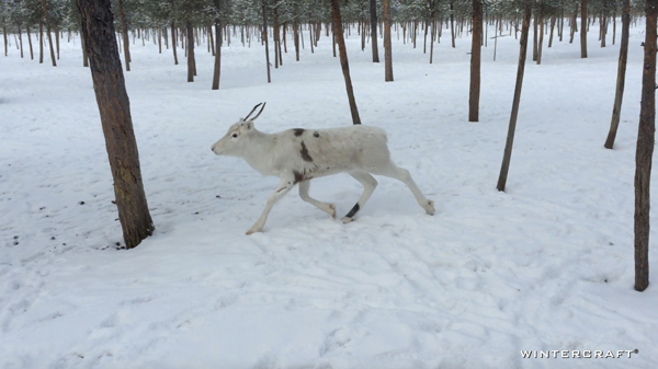 This little beauty was new to the flock and was not tempted by Reindeer Moss. She stayed on the periphery and was bullied by the other reindeer. Again, there appeared to be a heirachy in the pack--very much like horses.