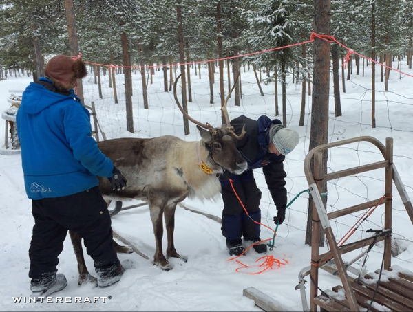 We were taken to another pen which held the trained reindeer and was told to catch our own reindeer - ha ha. That was funny. 