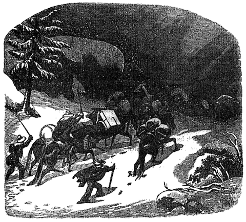 A pack train makes its way through a snow storm in a wood engraving after a design by Charles Nahl, 1856. Packers and their mules encountered a variety of dangers in carrying supplies to mining camps, but winter trips were especially hazardous. When a tremendous storm caught one train between Grass Valley and Onion Valley, all but three of forty-five mules perished before the snows lifted.  California Historical Society, FN-30968 .